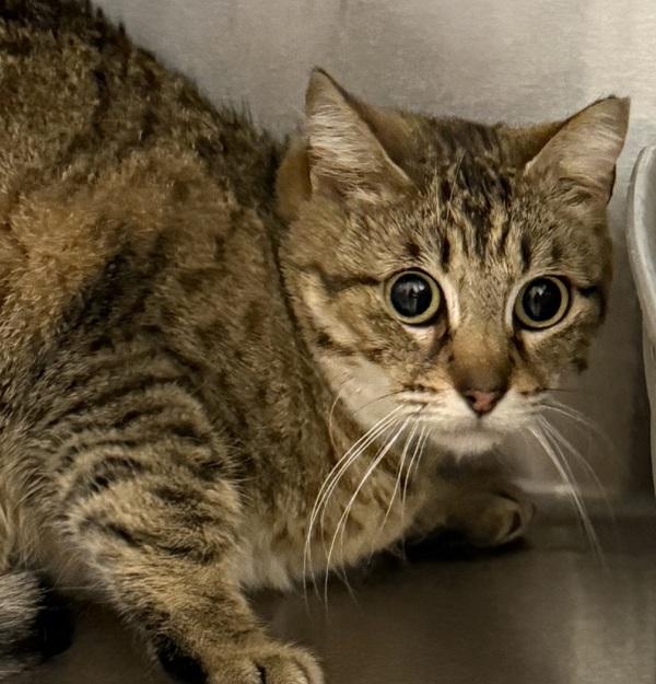 Enlarge Wanda, a Adoptable mixed breed in Golden, CO image 1/2