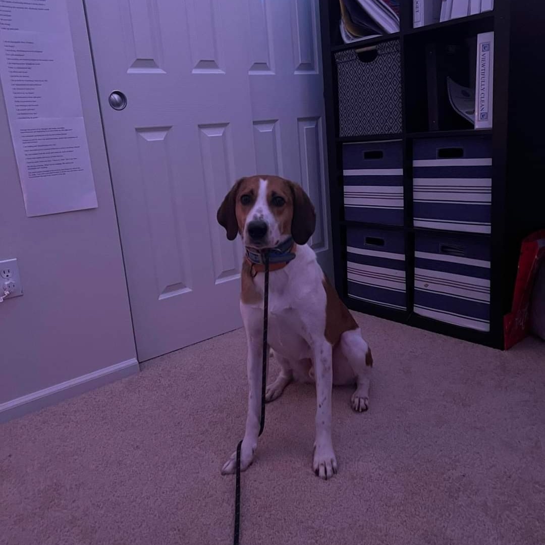 Ukulele, a Adoptable English Foxhound in Chesapeake, VA image 1/8