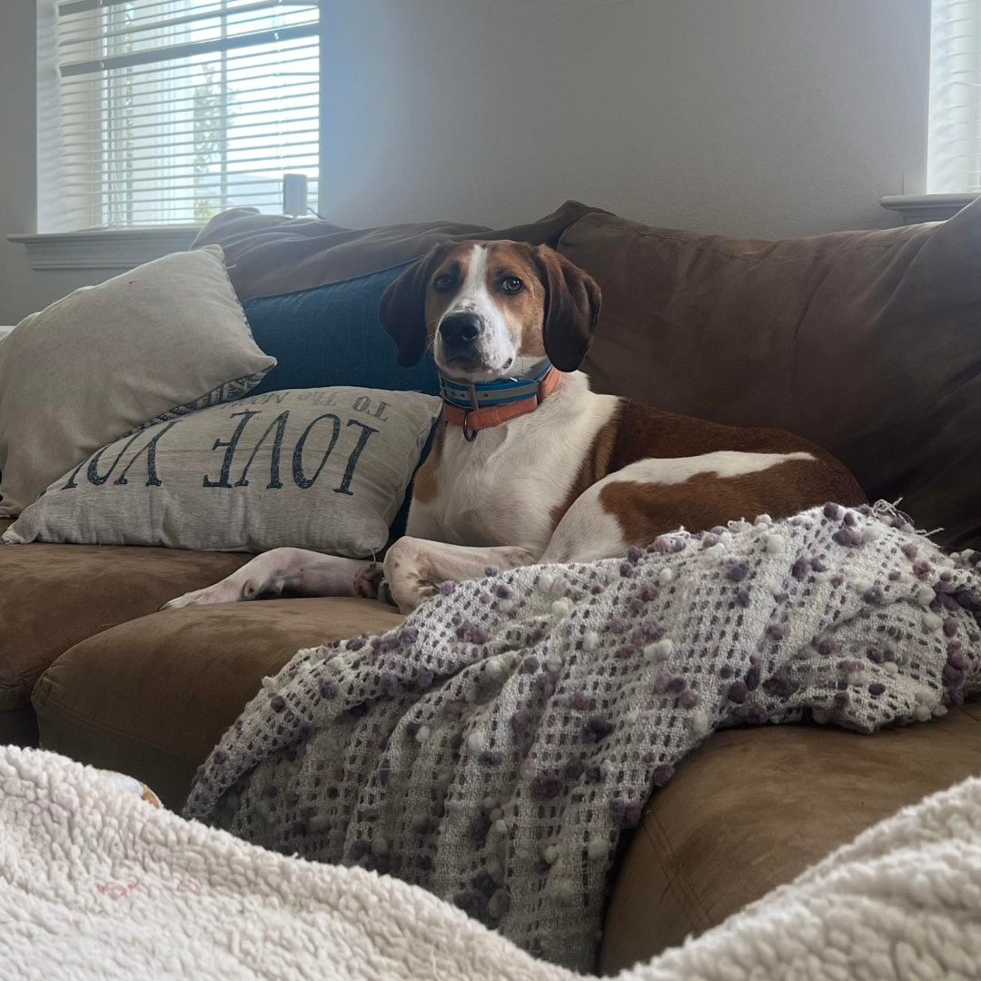 Enlarge Ukulele, a Adoptable English Foxhound in Chesapeake, VA image 8/8
