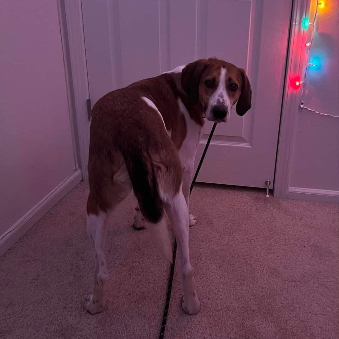 Ukulele, a Adoptable English Foxhound in Chesapeake, VA image 2/8