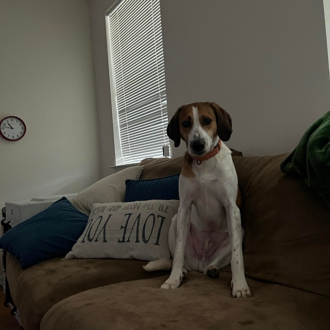 Ukulele, a Adoptable English Foxhound in Chesapeake, VA image 3/8
