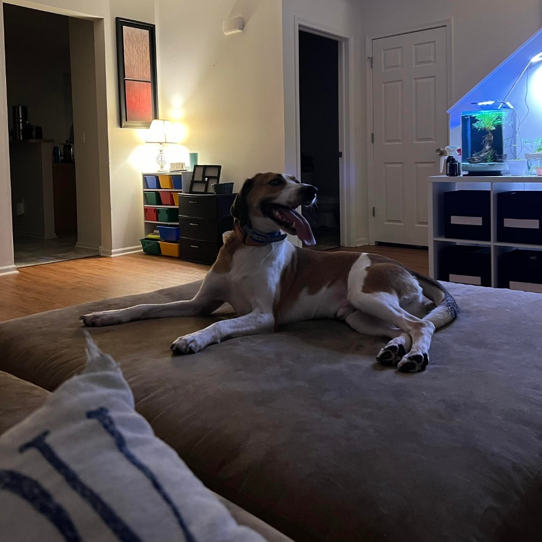 Enlarge Ukulele, a Adoptable English Foxhound in Chesapeake, VA image 7/8