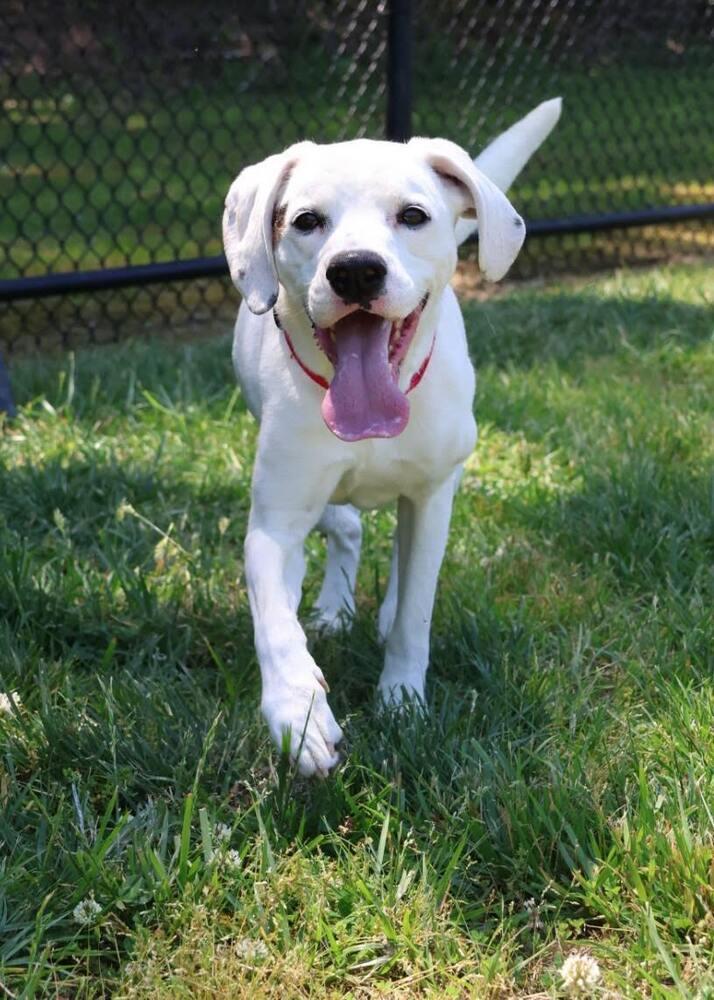 Frodo, a Adoptable mixed breed in Washington, DC image 1/6