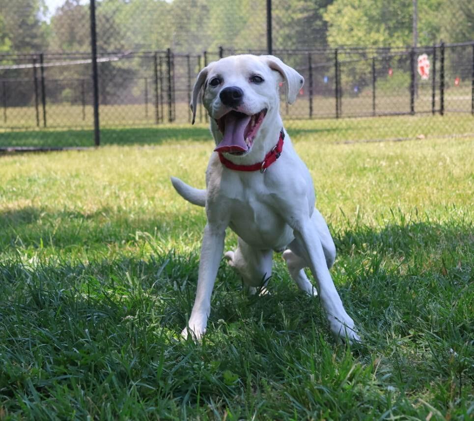 Frodo, a Adoptable mixed breed in Washington, DC image 2/6