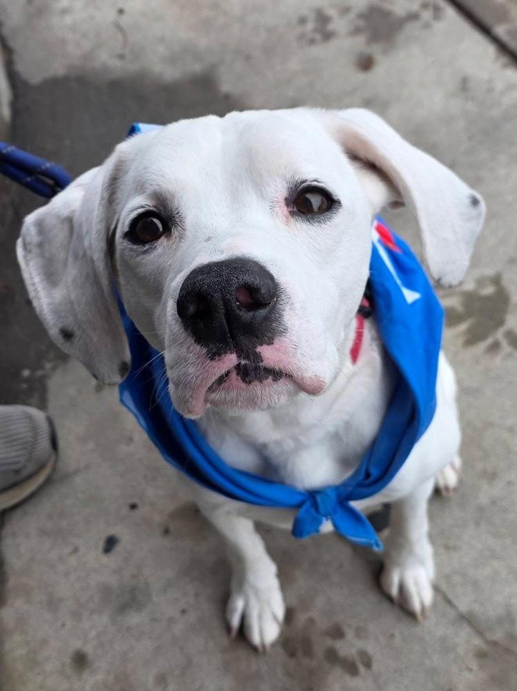Frodo, a Adoptable mixed breed in Washington, DC image 3/6