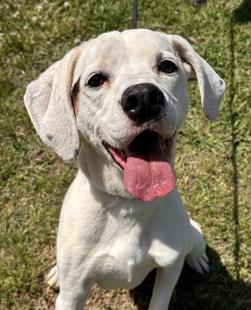 Enlarge Frodo, a Adoptable mixed breed in Washington, DC image 1/3
