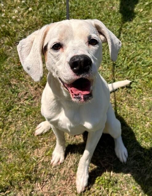 Enlarge Frodo, a Adoptable mixed breed in Washington, DC image 2/3