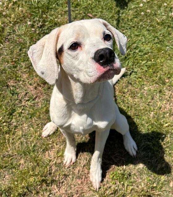 Enlarge Frodo, a Adoptable mixed breed in Washington, DC image 3/3