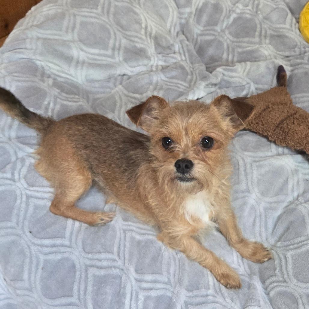 FELTON, Adoptable, Adult Male Maltese & Yorkshire Terrier.
