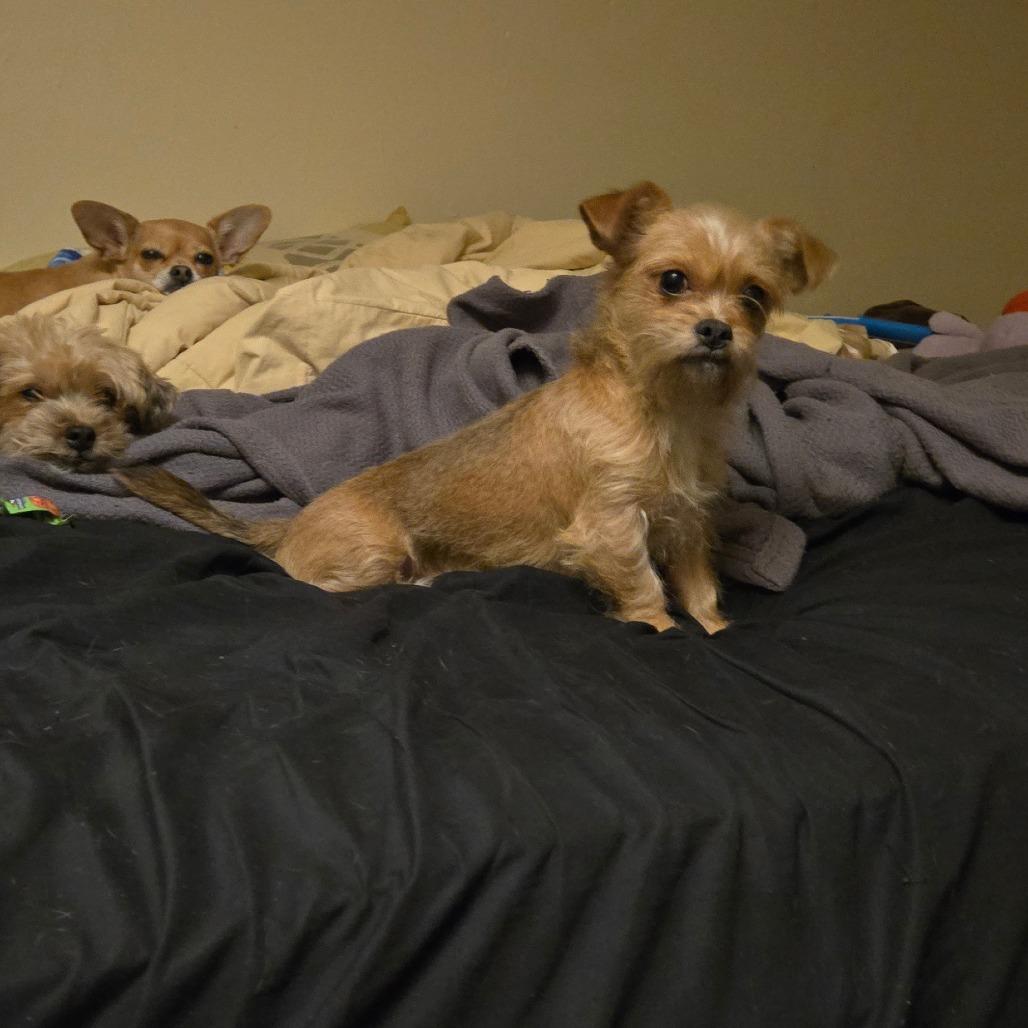 Enlarge FELTON, a Adoptable mixed breed in Loves Park, IL image 2/5