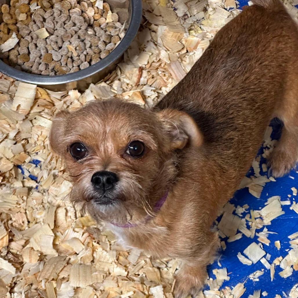 Enlarge AVAILABLE 8/30 FELTON, a Adoptable mixed breed in Loves Park, IL image 1/1