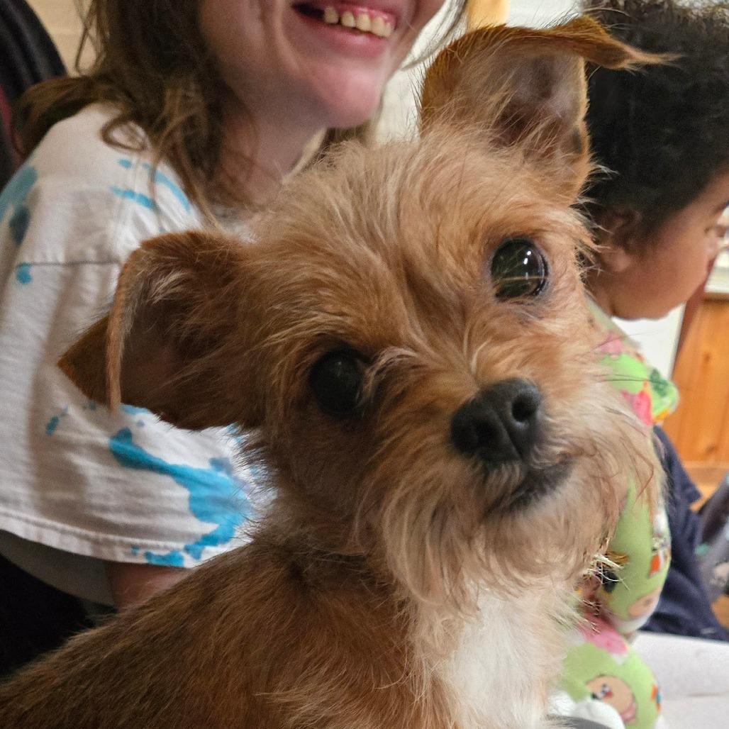 Enlarge FELTON, a Adoptable mixed breed in Loves Park, IL image 5/5