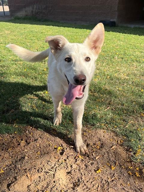 Enlarge STARLIGHT, a Adoptable mixed breed in Blythe, CA image 1/1