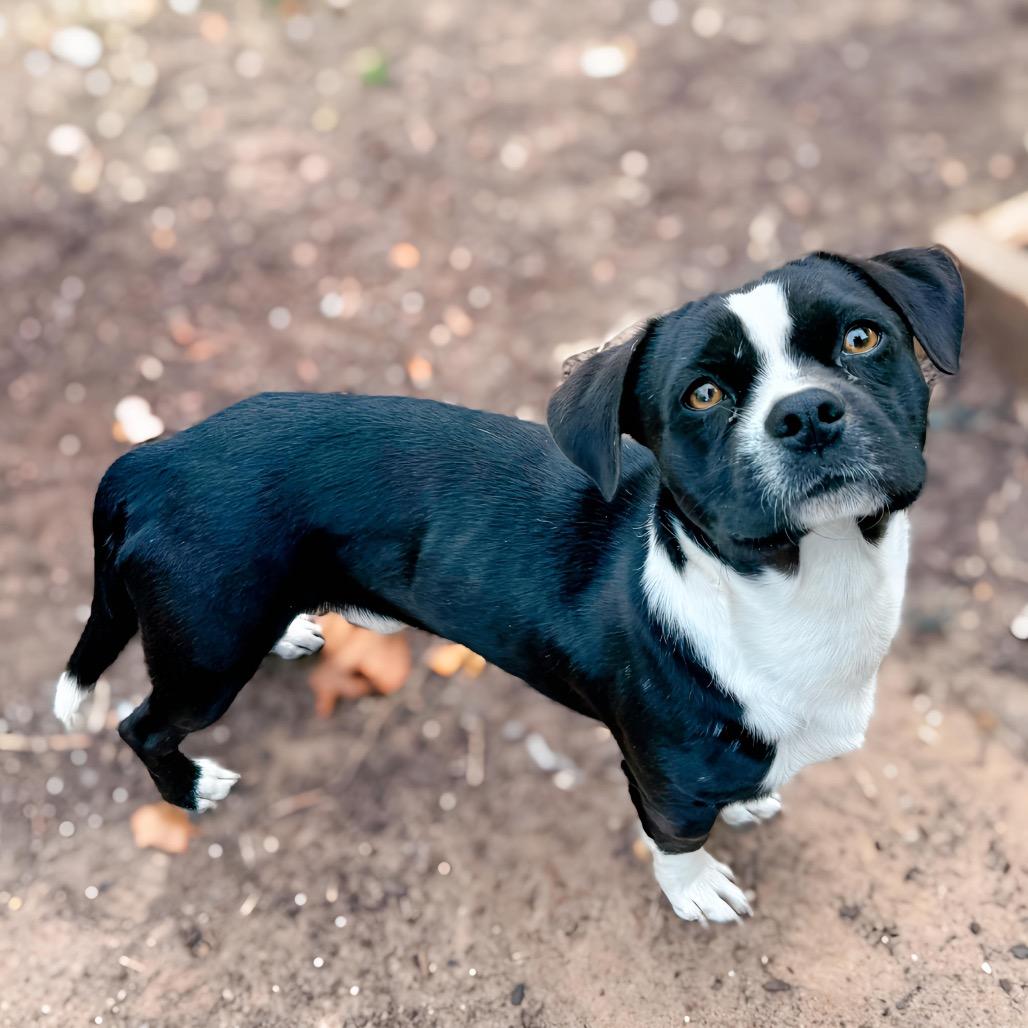 Jett, a Adoptable mixed breed in Enid, OK image 1/5