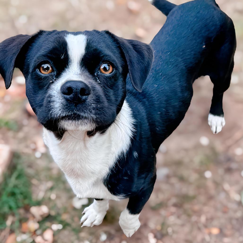 Jett, a Adoptable mixed breed in Enid, OK image 2/5