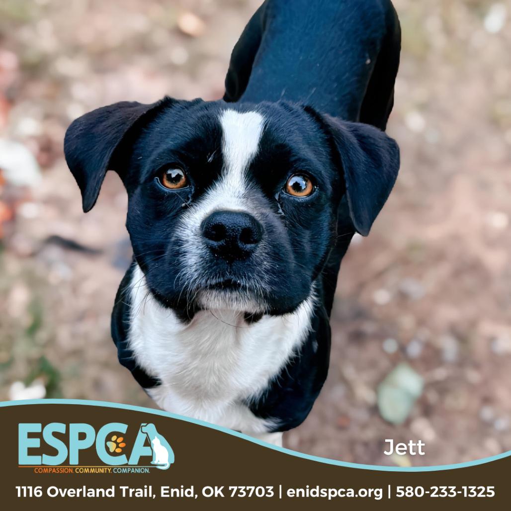 Jett, a Adoptable mixed breed in Enid, OK image 3/5