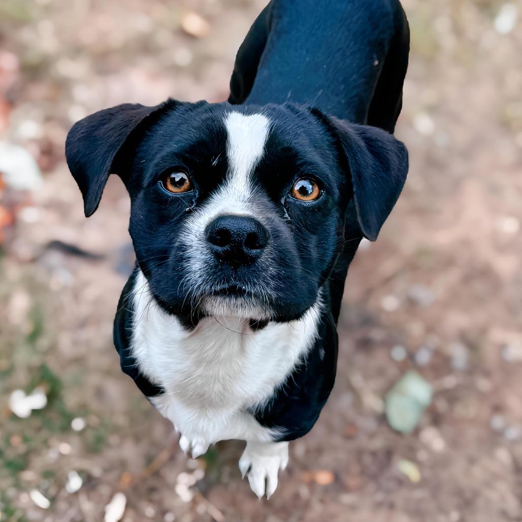 Jett, a Adoptable mixed breed in Enid, OK image 4/5