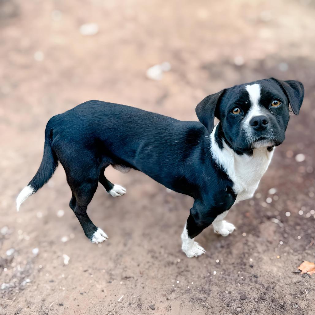 Jett, a Adoptable mixed breed in Enid, OK image 5/5