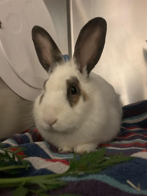 GIBSON, Adoptable, Young Male Bunny Rabbit.
