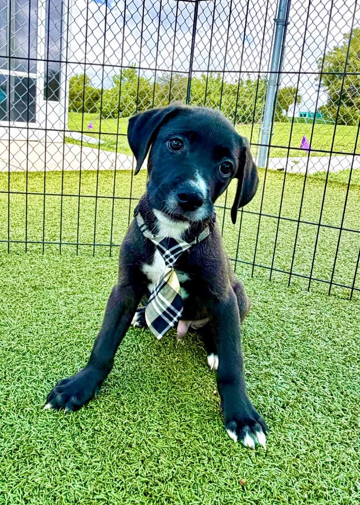 Enlarge Black & Blue Burger, a Adoptable mixed breed in Cape Coral, FL image 1/1