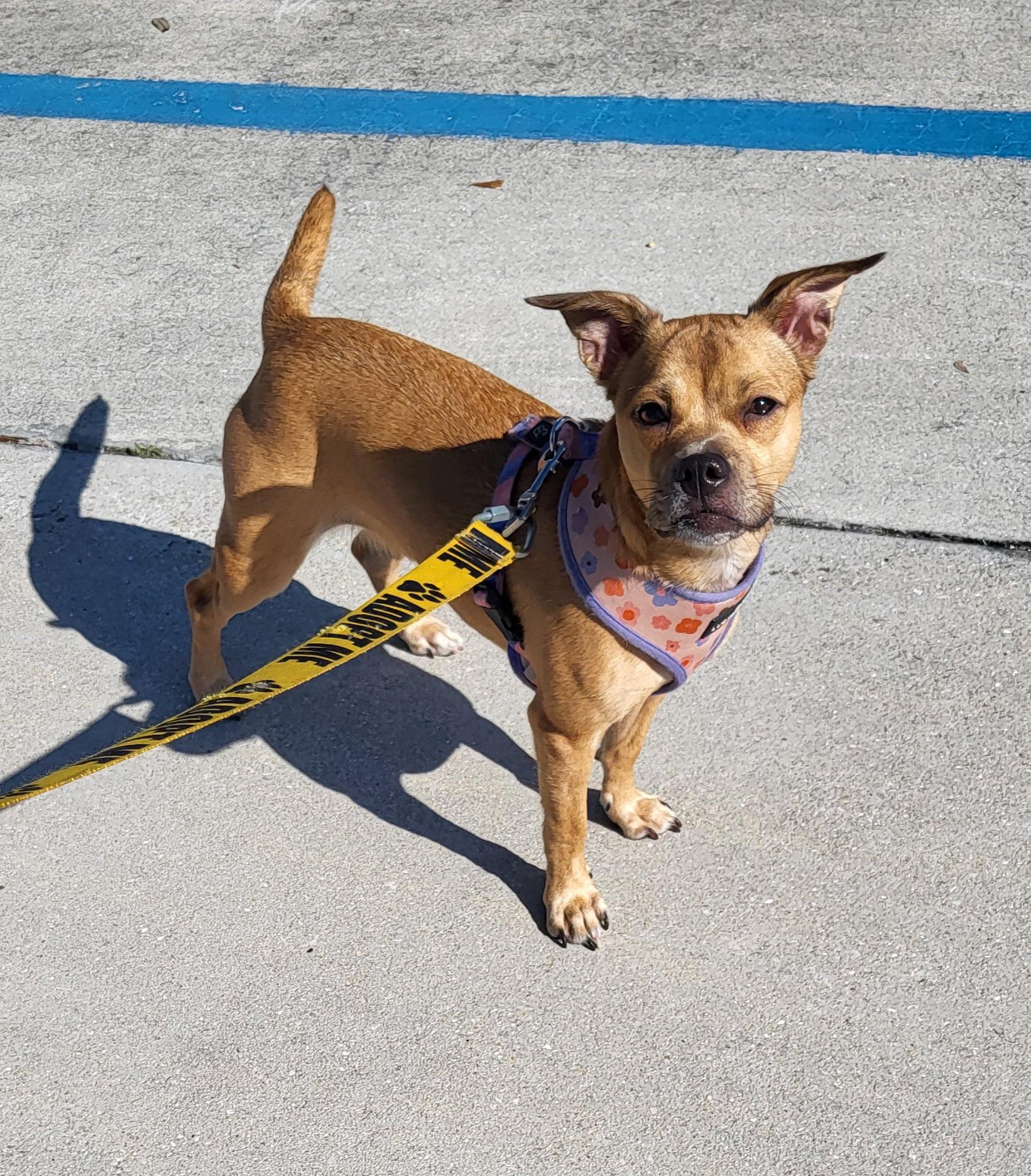 Enlarge Shyloh, a ADOPTABLE mixed breed in Sarasota, FL image 5/5