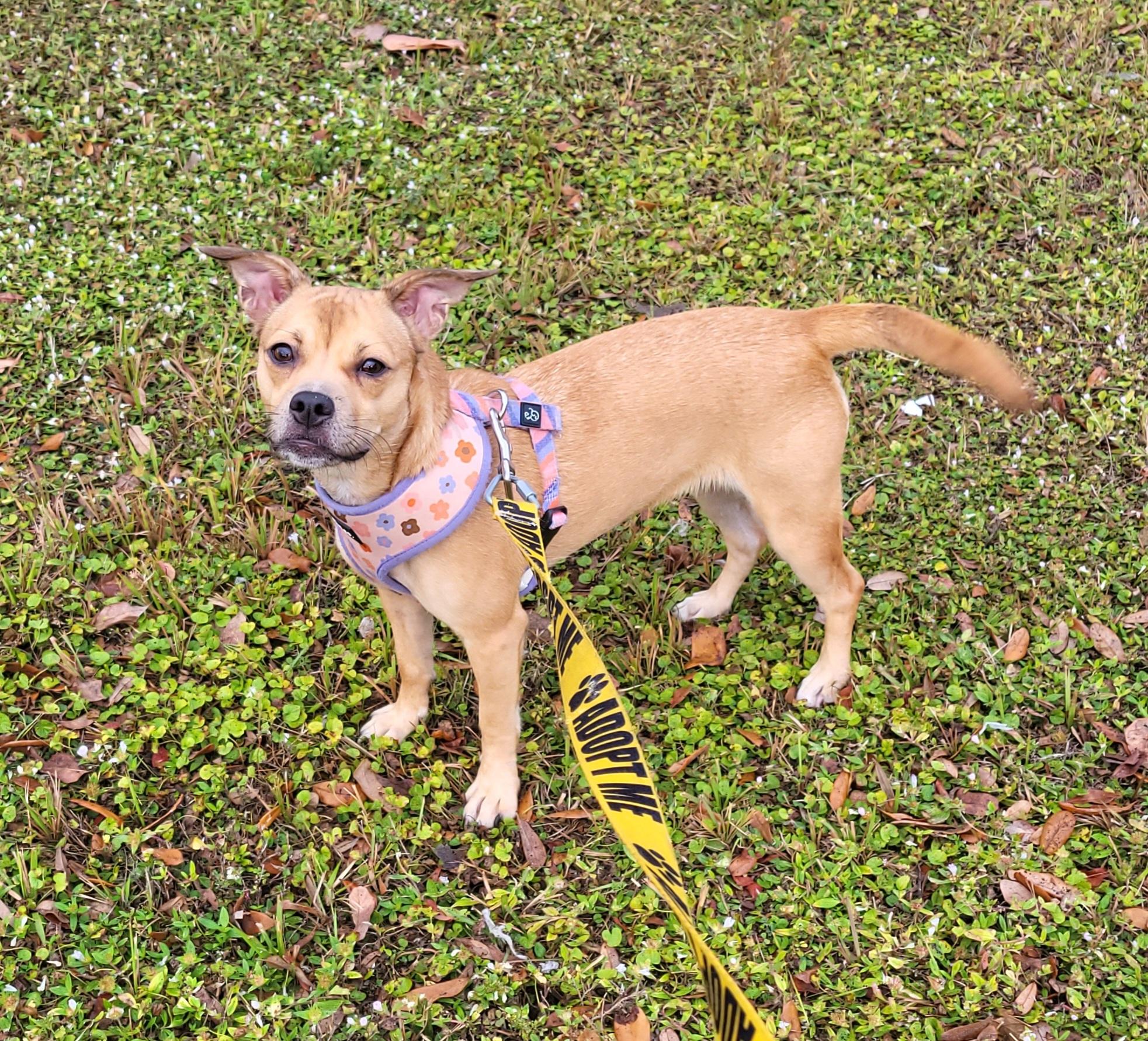 Enlarge Shyloh, a ADOPTABLE mixed breed in Sarasota, FL image 3/5