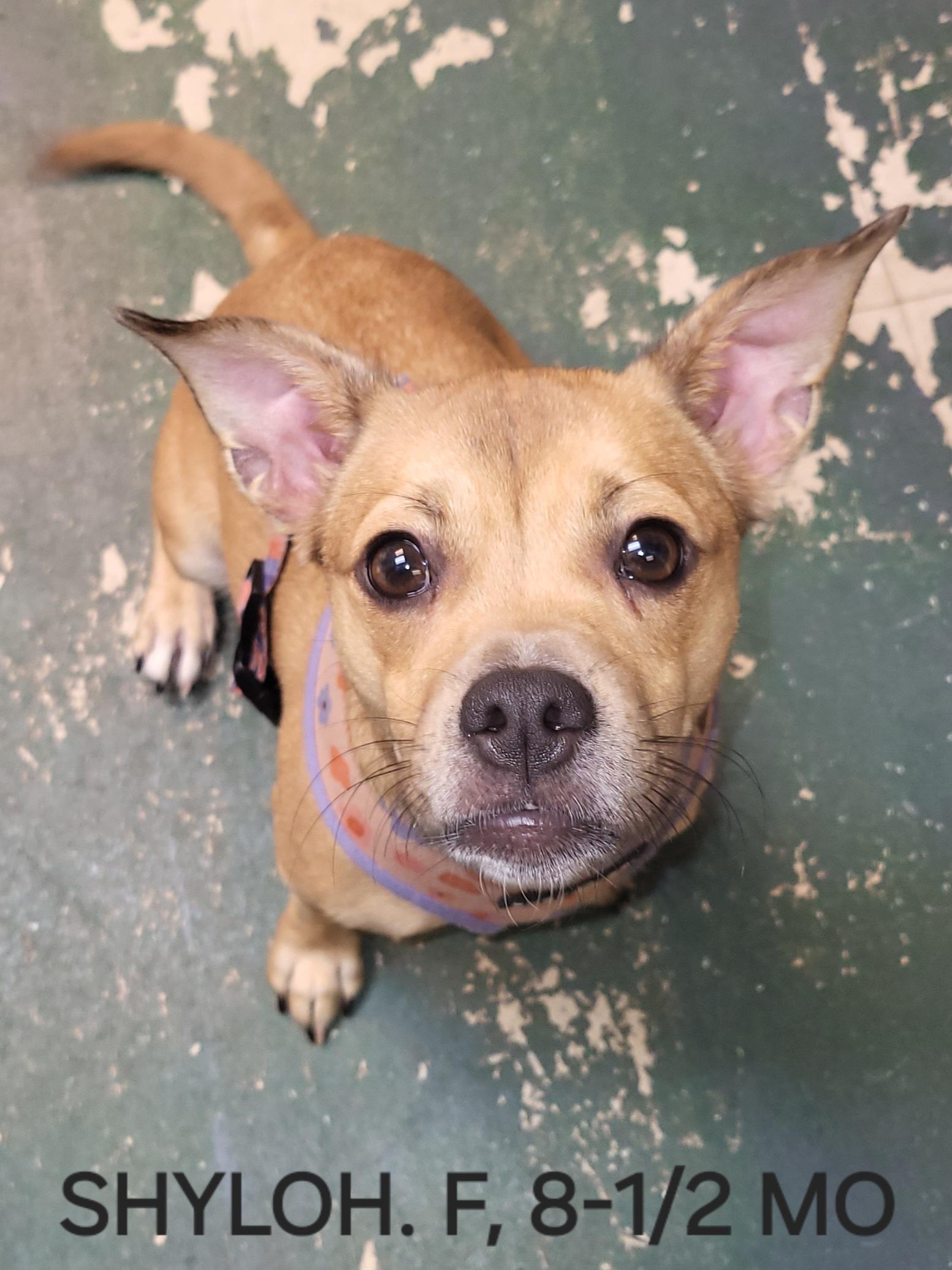 Shyloh, ADOPTABLE, Puppy Female Chihuahua & Terrier.