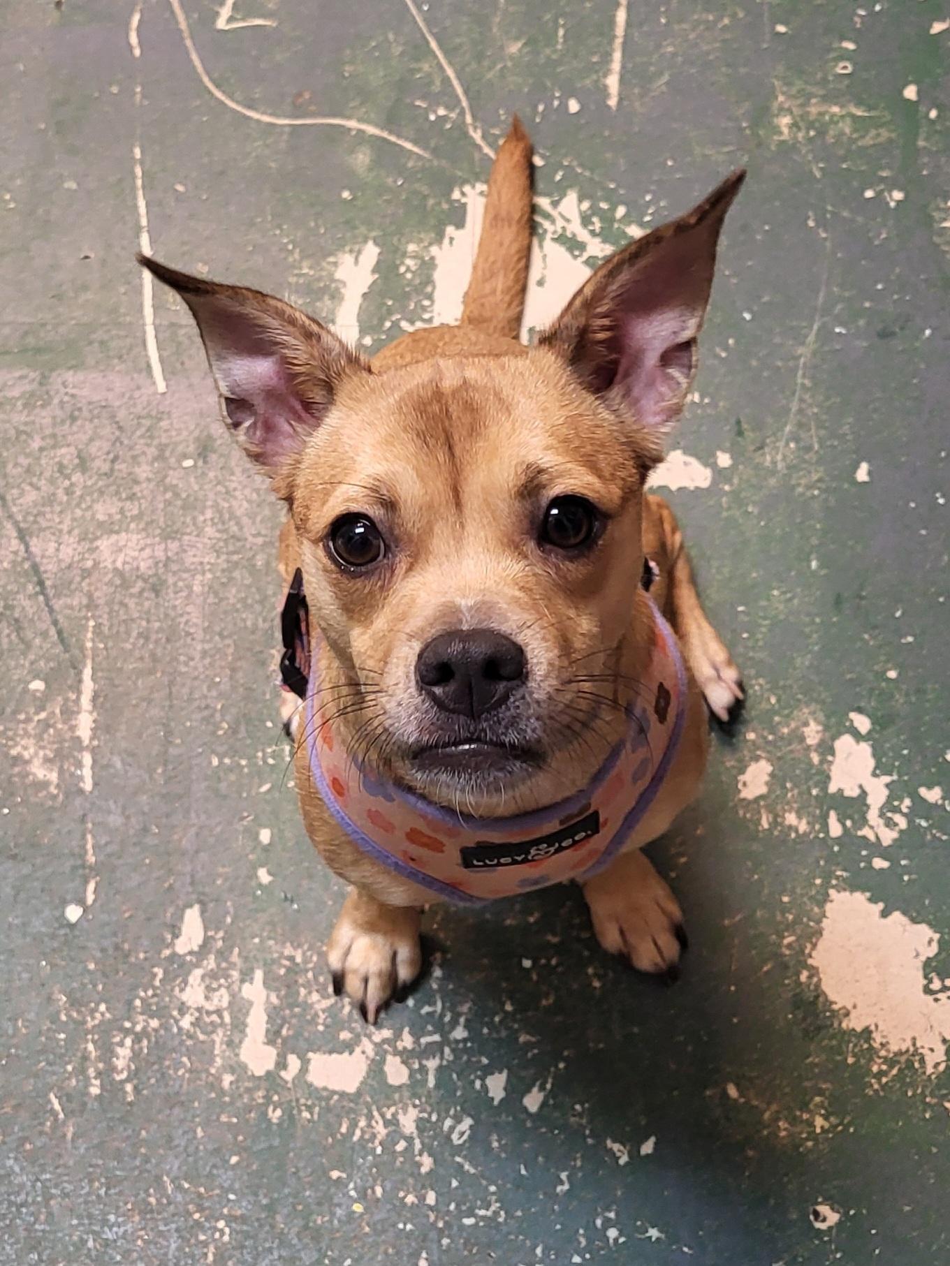 Enlarge Shyloh, a ADOPTABLE mixed breed in Sarasota, FL image 4/5