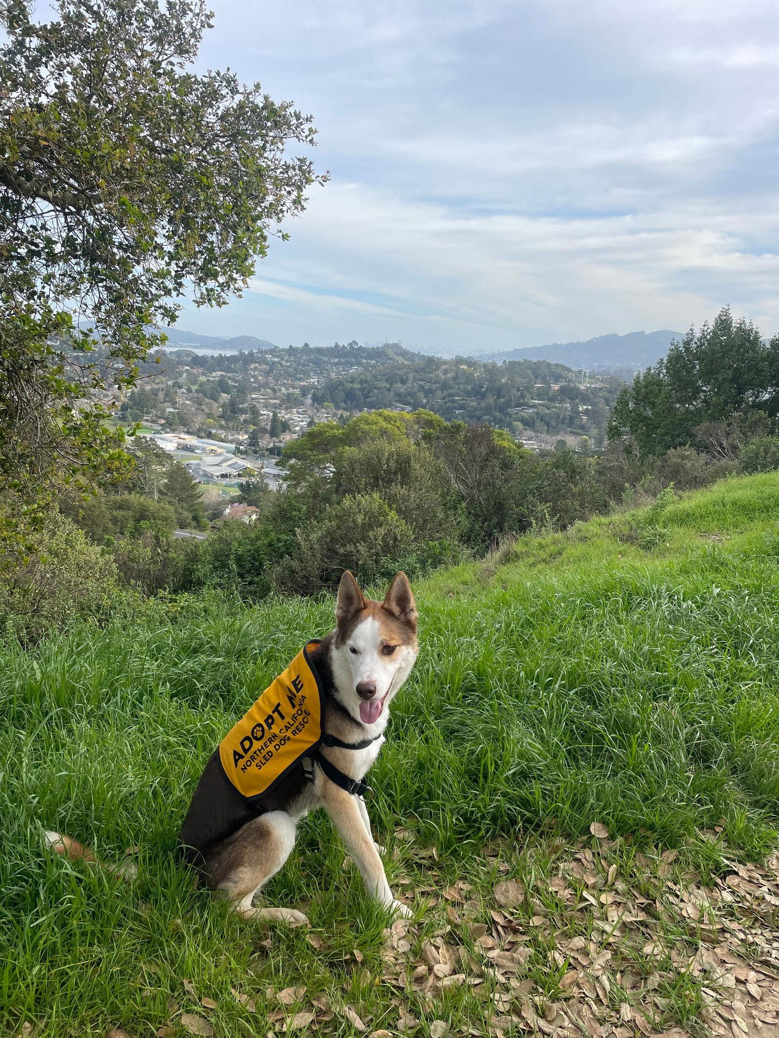 Beans, Adoptable, Adult Female Siberian Husky.