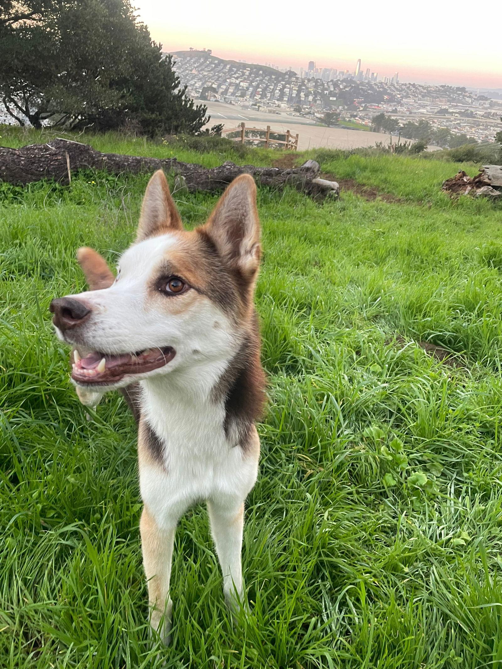 Enlarge Beans, a Adoptable Siberian Husky in Walnut Creek, CA image 2/3