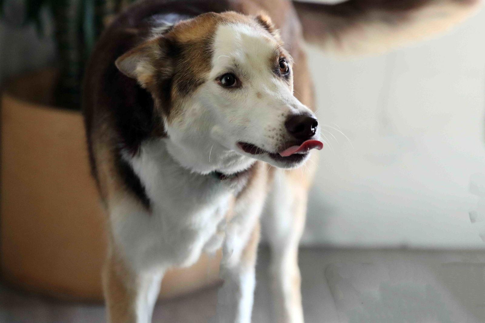 Beans, a Adoptable Siberian Husky in Walnut Creek, CA image 3/3