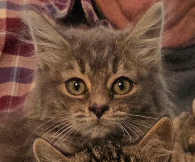 Enlarge Hollie, an adopted mixed breed in Sacramento, CA image 3/3