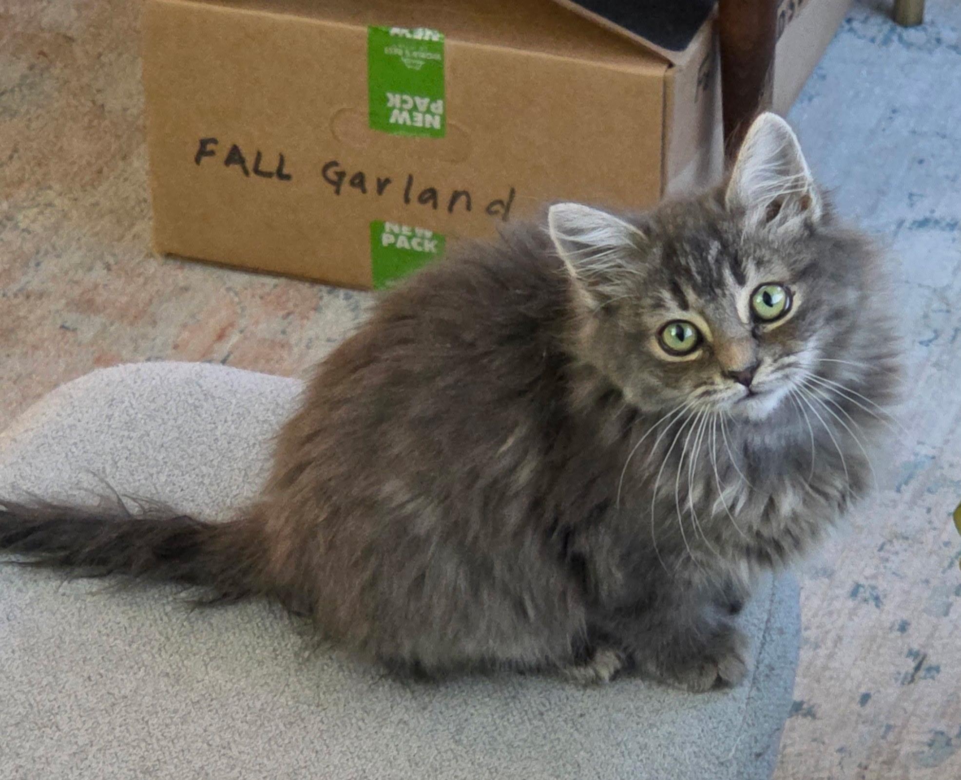 Hollie, adopted, Kitten Female Maine Coon & Tabby.