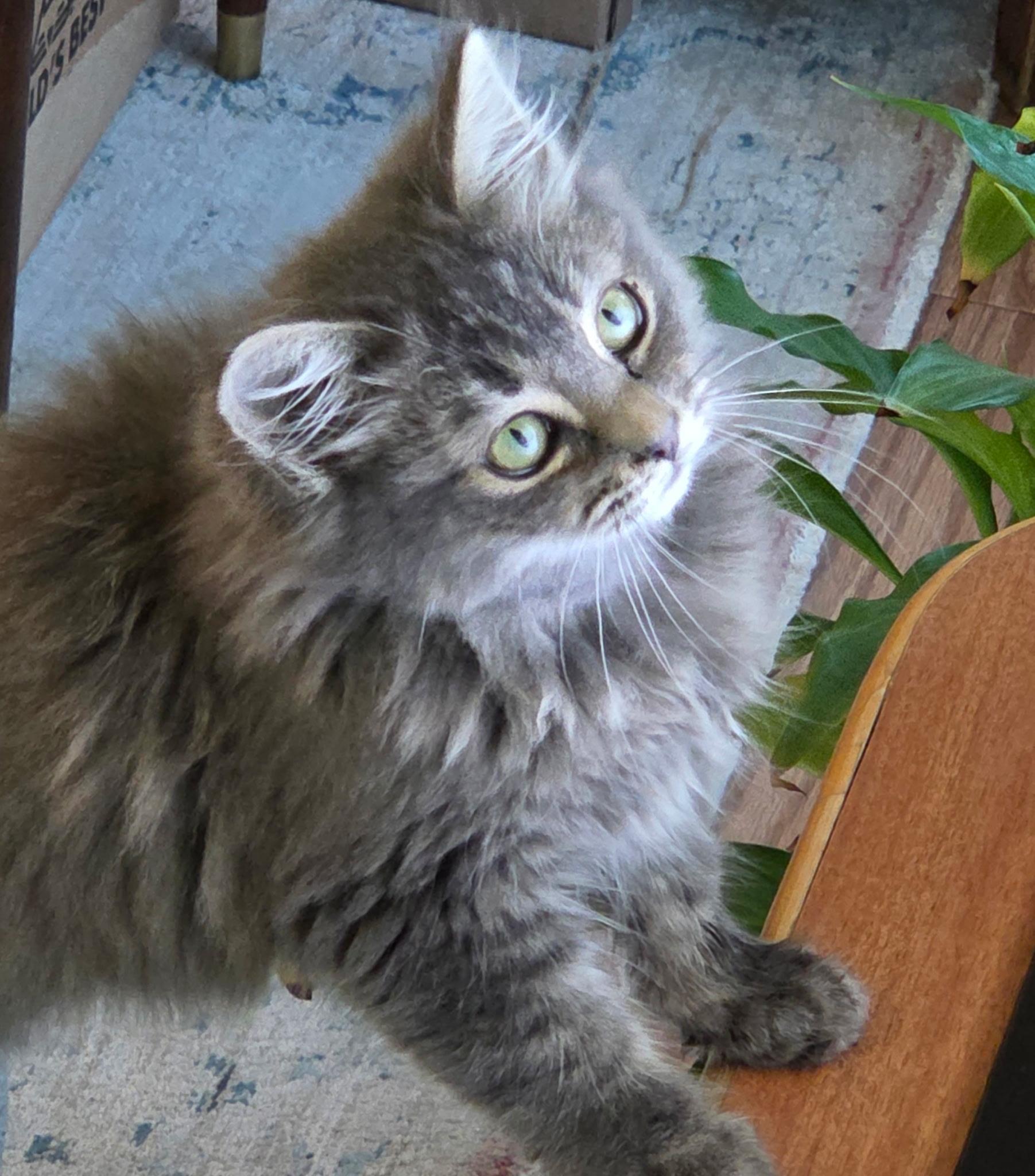 Enlarge Hollie, an adopted mixed breed in Sacramento, CA image 2/3