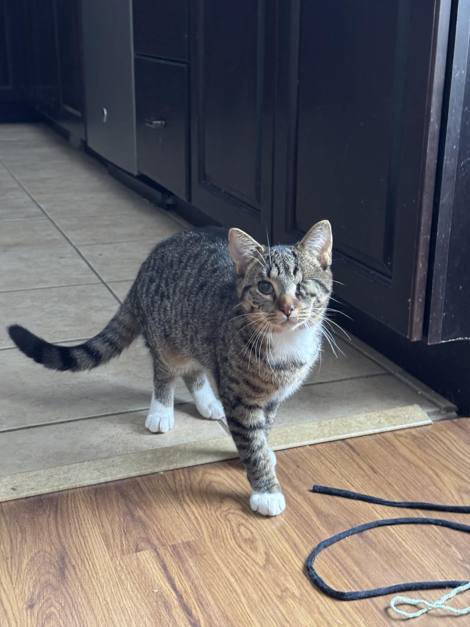 Enlarge Maple, a Adoptable Tabby in Midland, MI image 4/6