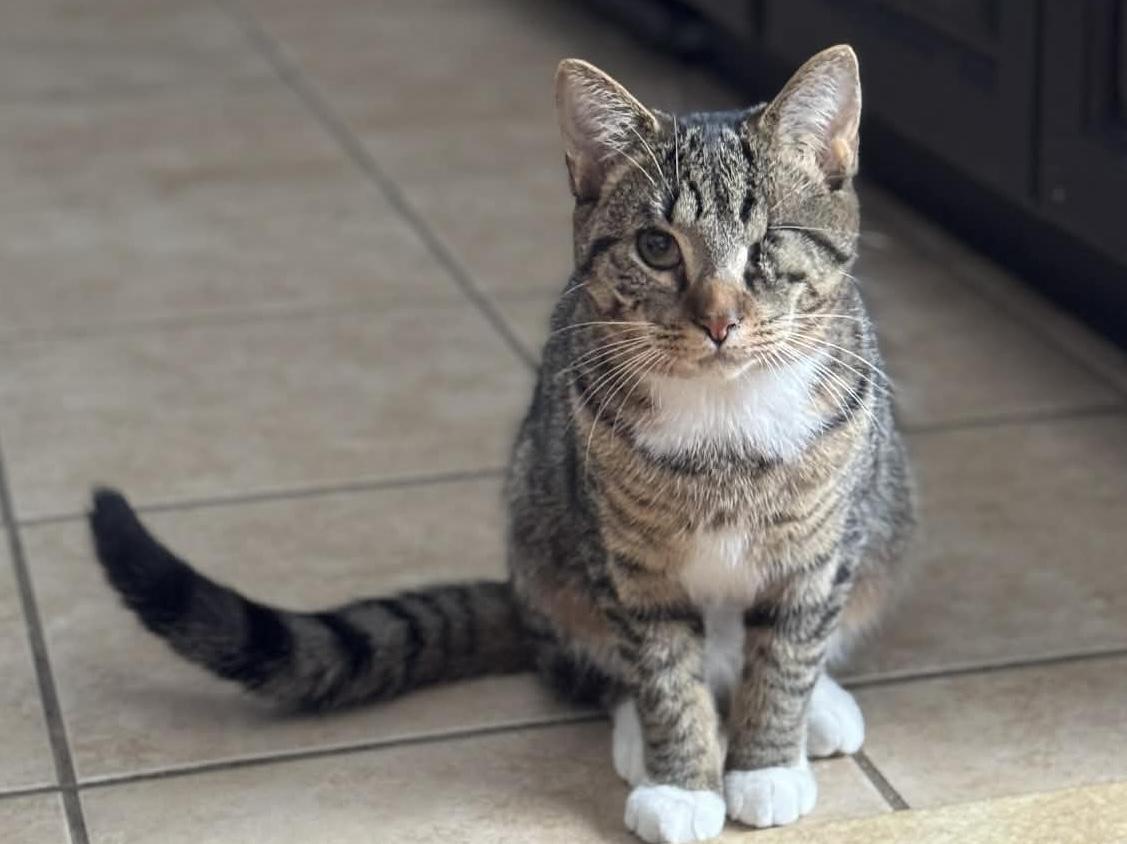 Maple, Adoptable, Young Female Tabby.
