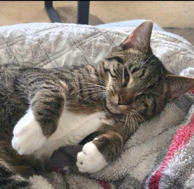 Enlarge Maple, a Adoptable Tabby in Midland, MI image 2/6