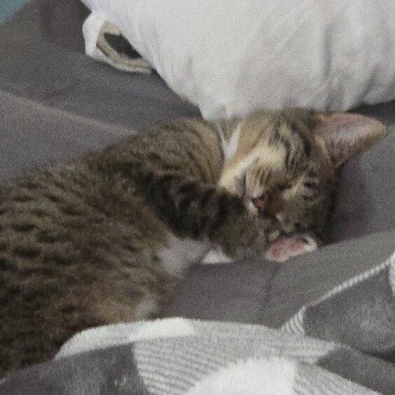 Maple, a Adoptable Tabby in Midland, MI image 1/6