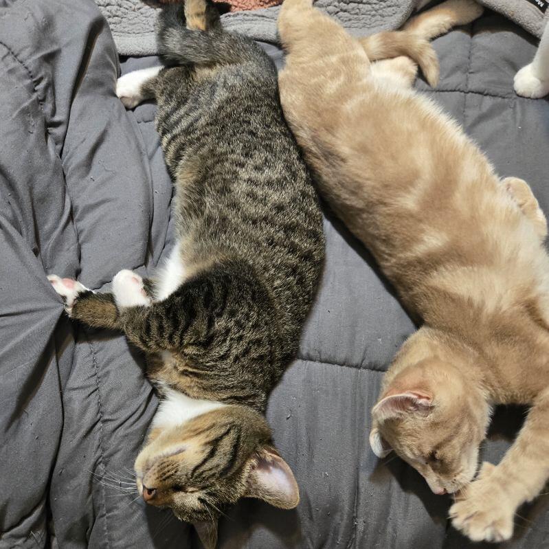 Maple, a Adoptable Tabby in Midland, MI image 4/6