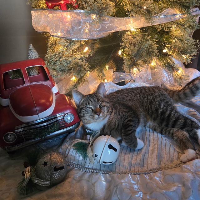 Enlarge Maple, a Adoptable Tabby in Midland, MI image 1/6