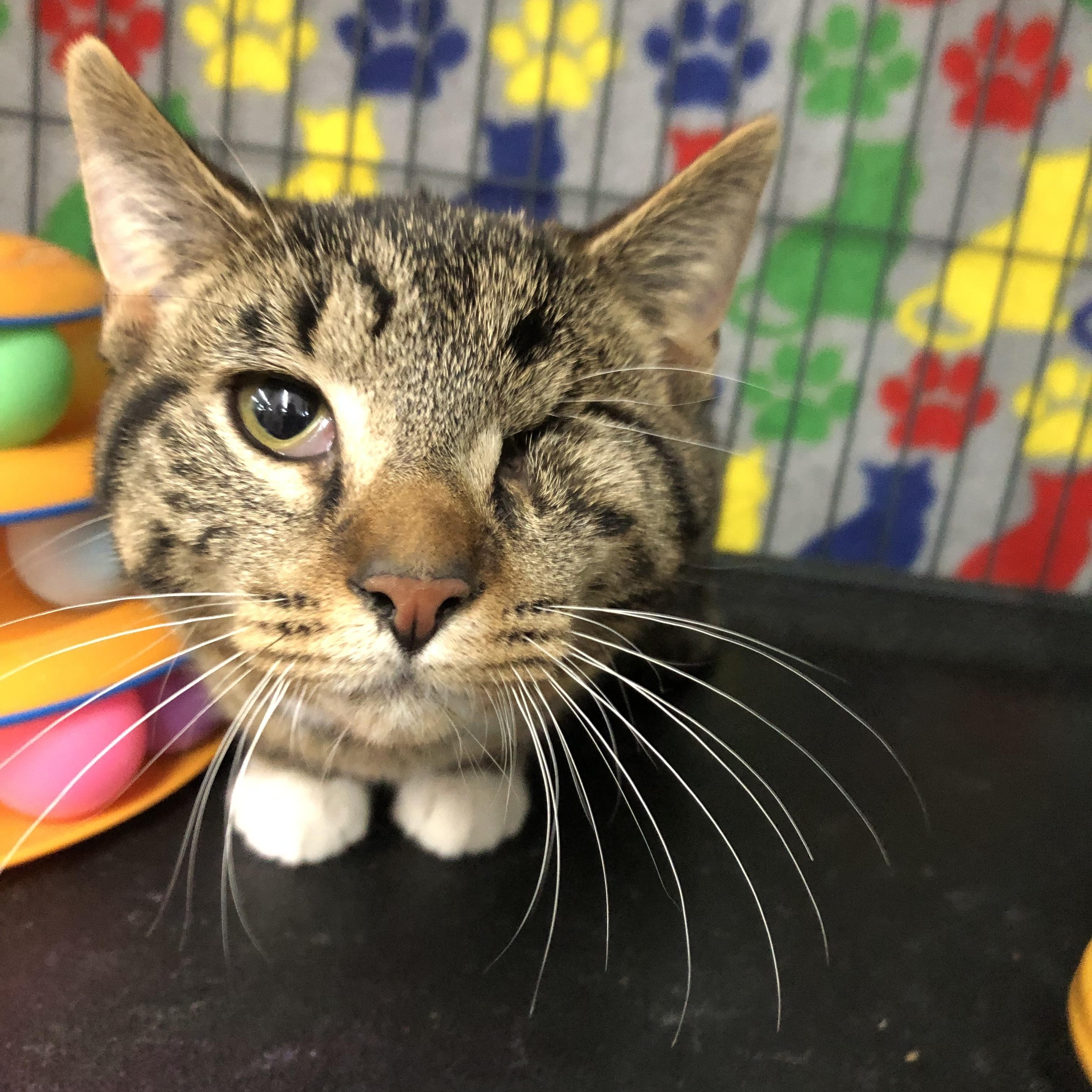 Maple, a Adoptable Tabby in Midland, MI image 3/6