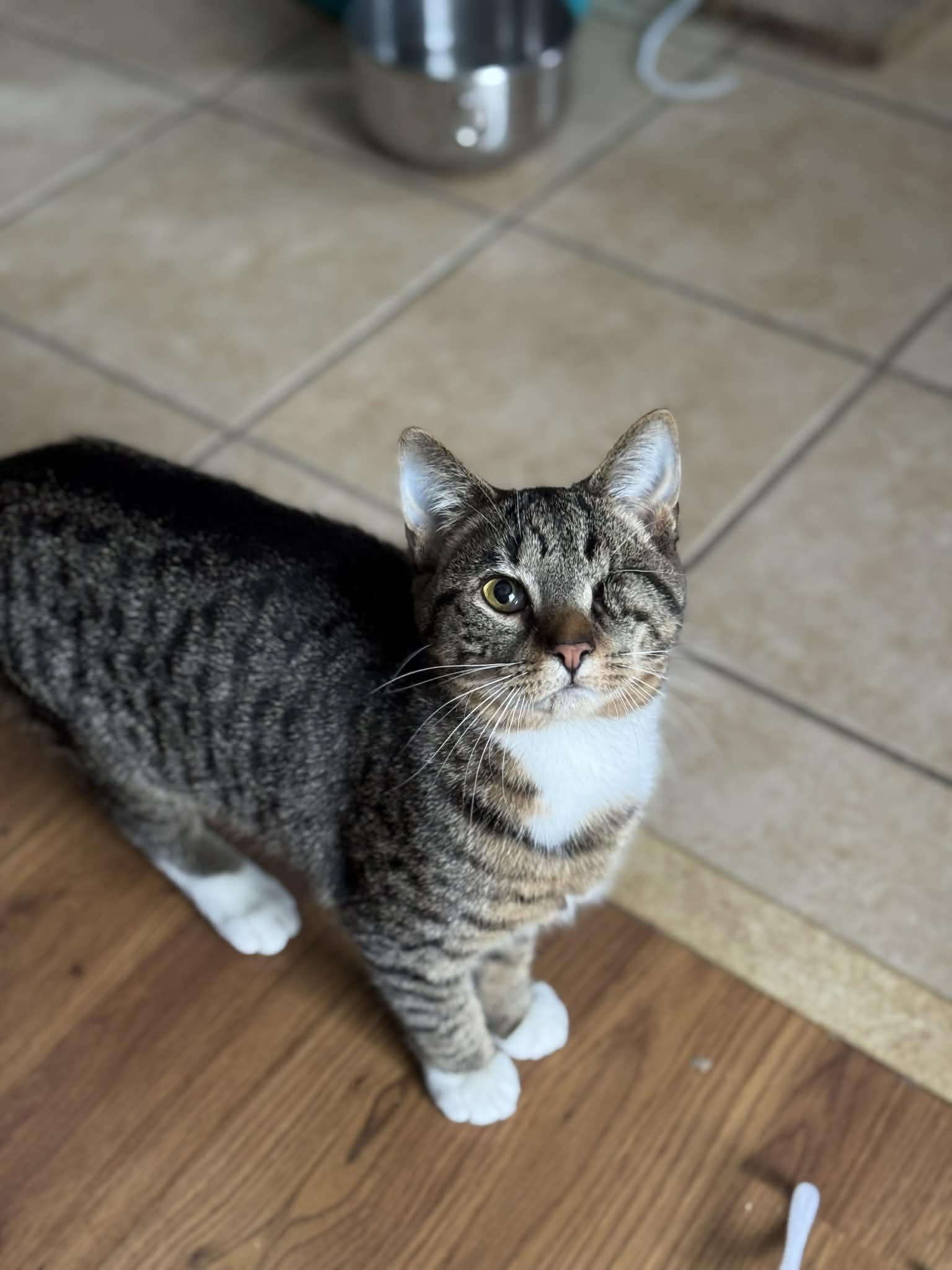 Enlarge Maple, a Adoptable Tabby in Midland, MI image 5/6