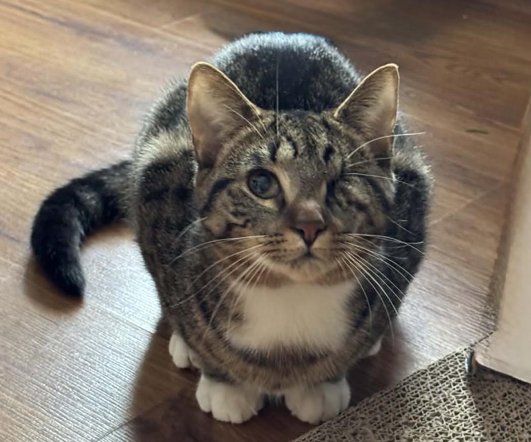 Enlarge Maple, a Adoptable Tabby in Midland, MI image 3/6