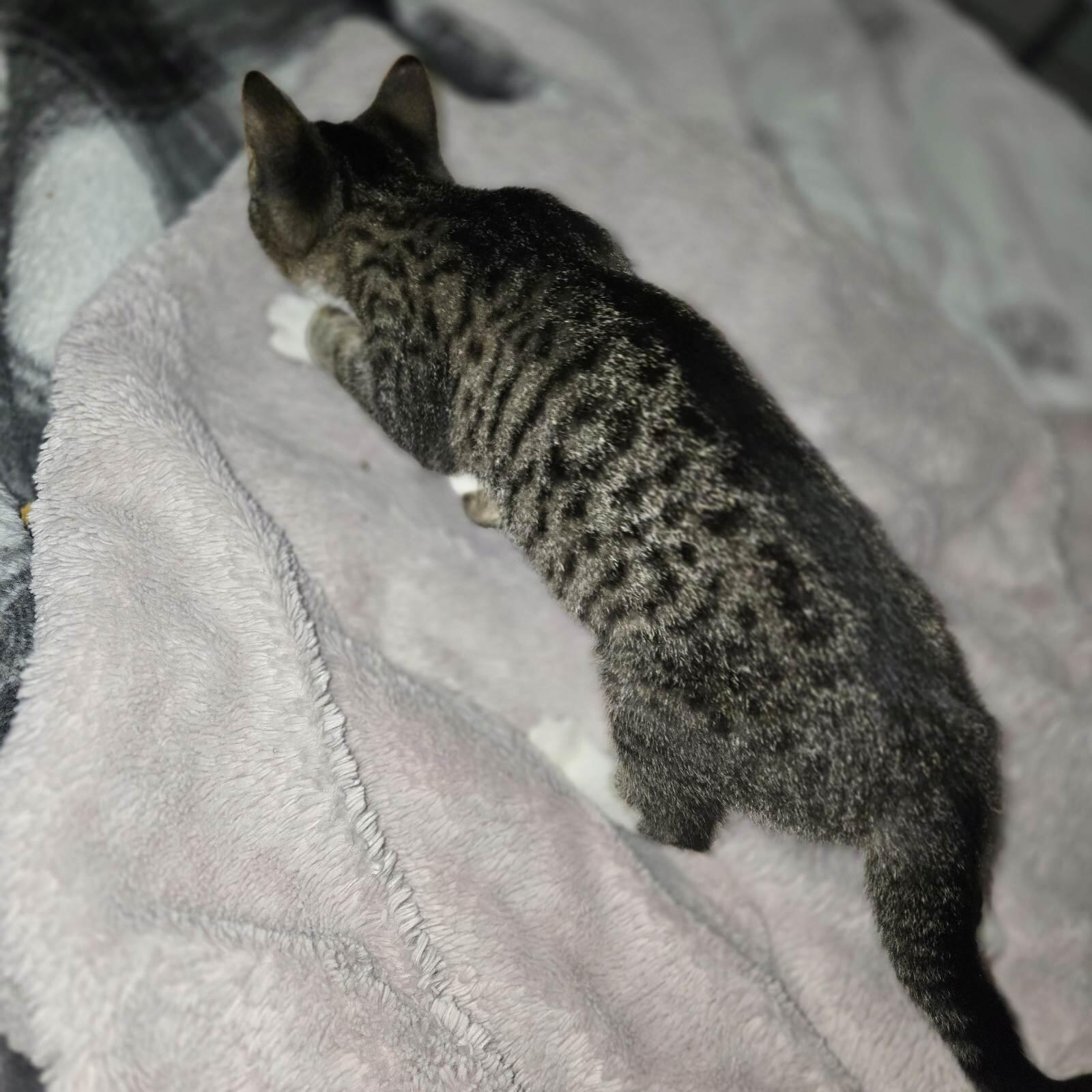 Maple, a Adoptable Tabby in Midland, MI image 5/6