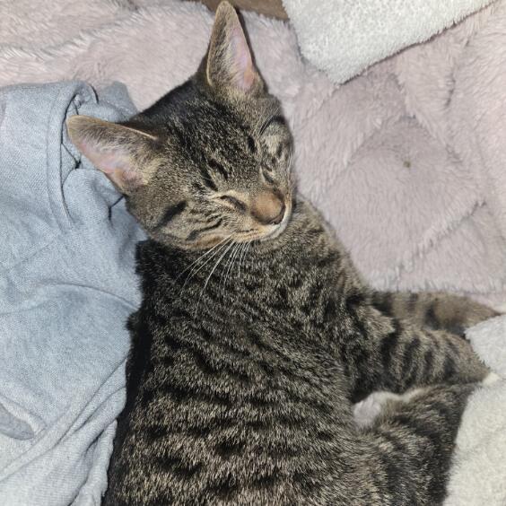 Maple, a Adoptable Tabby in Midland, MI image 6/6