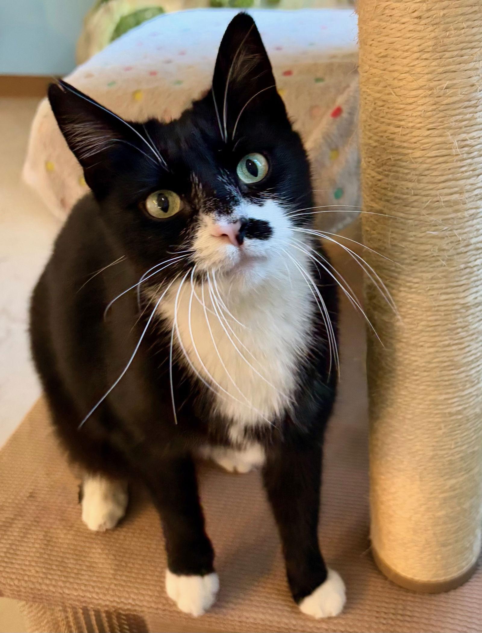 Whisper, Adoptable, Adult Female Tuxedo.
