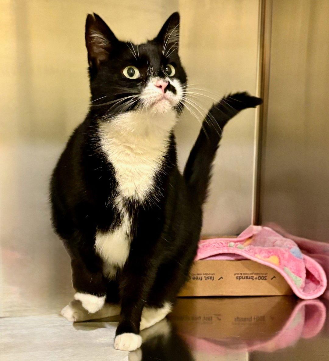 Whisper, a Adoptable Tuxedo in Flint Hill, VA image 2/3