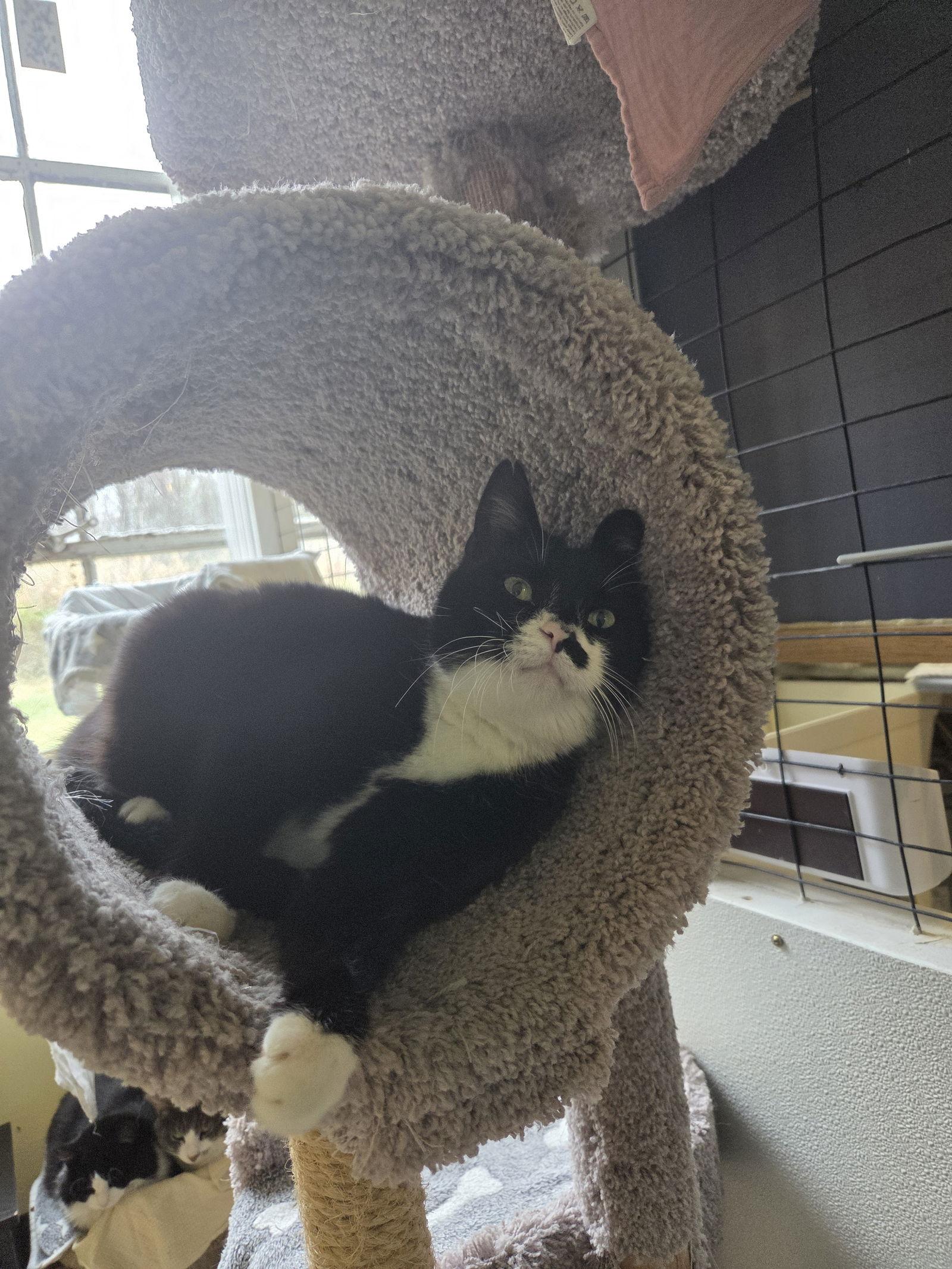 Enlarge Whisper, a Adoptable Tuxedo in Flint Hill, VA image 3/3