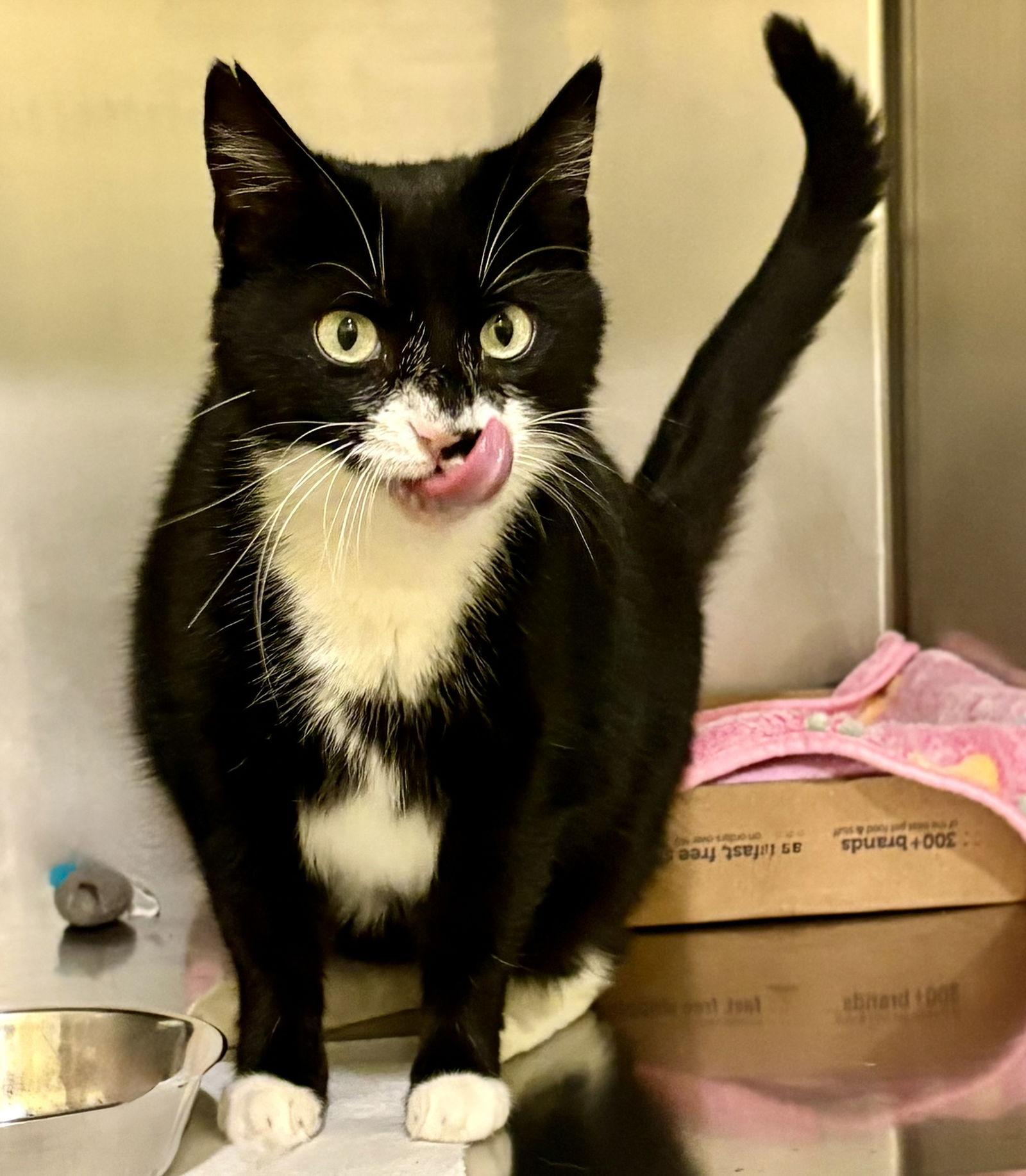 Whisper, a Adoptable Tuxedo in Flint Hill, VA image 3/3