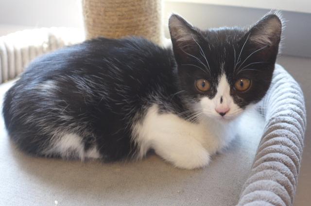 Inky, ADOPTABLE, Kitten Female Domestic Short Hair.